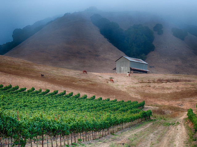 Donnell Vineyard